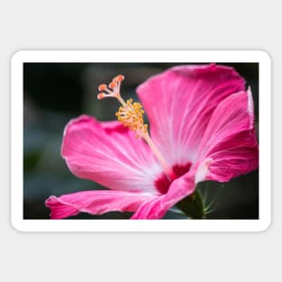 Hibiscus Love II Sticker